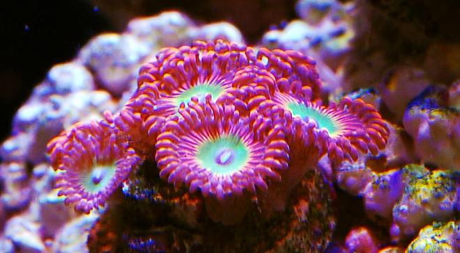 corals inverts - zoanthus sp. - colony polyp, darth maul stocking in 105 gallons tank - Zoas