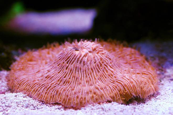 corals inverts - fungia sp. - plate coral, orange - short tentacle stocking in 105 gallons tank - Plate