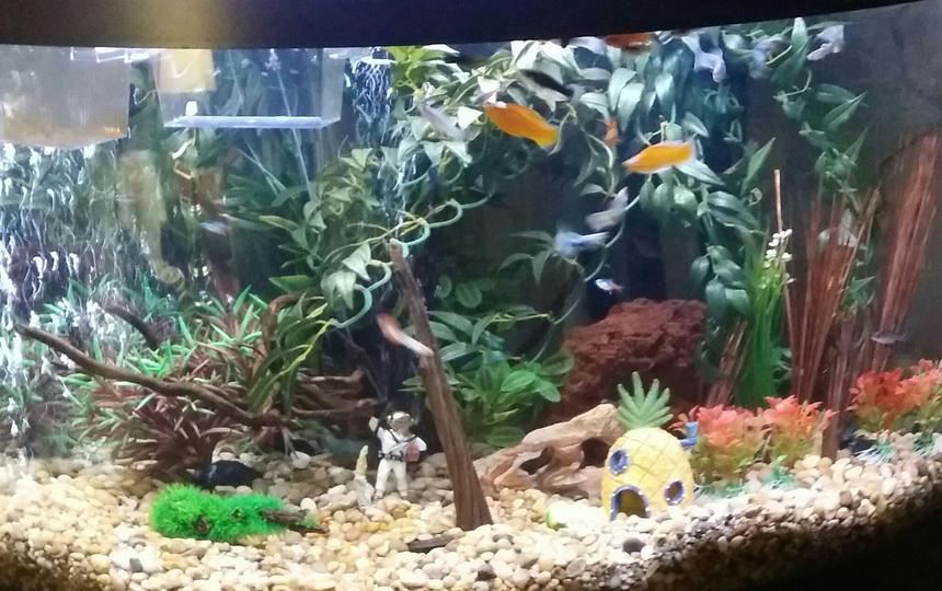 Rated #120: 75 Gallons Freshwater Fish Tank - Front of tank. Tank is approx 3 months old. 75 gallon freshwater with fake plants and natural decor except sponge Bob