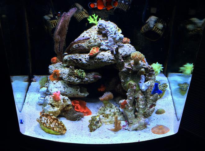 28 gallons reef tank (mostly live coral and fish) - my reef tank