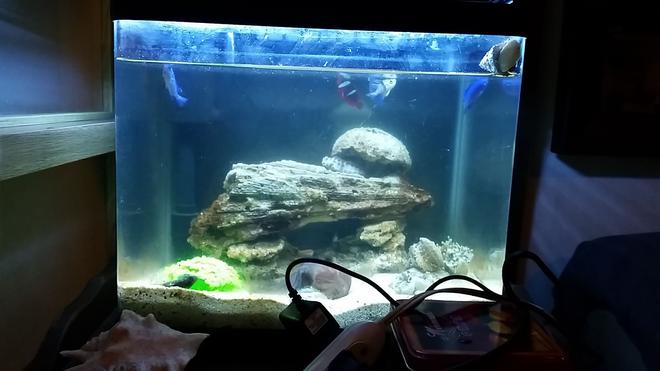 10 gallons saltwater fish tank (mostly fish, little/no live coral) - My starter tank.