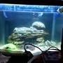 10 gallons saltwater fish tank (mostly fish, little/no live coral) - My starter tank.