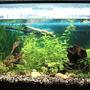 45 gallons planted tank (mostly live plants and fish) - 45 gallon planted community