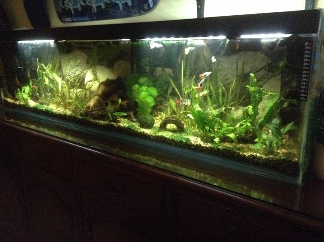 55 gallons planted tank (mostly live plants and fish) - Peaceful tropical community