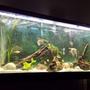 55 gallons freshwater fish tank (mostly fish and non-living decorations) - This one shows its true beauty.hope you guys appreciate it as much as I.