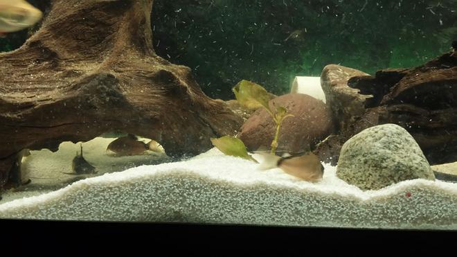 freshwater fish - corydoras metae - bandit cory stocking in 55 gallons tank - Bandit corys