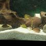 freshwater fish - corydoras metae - bandit cory stocking in 55 gallons tank - Bandit corys