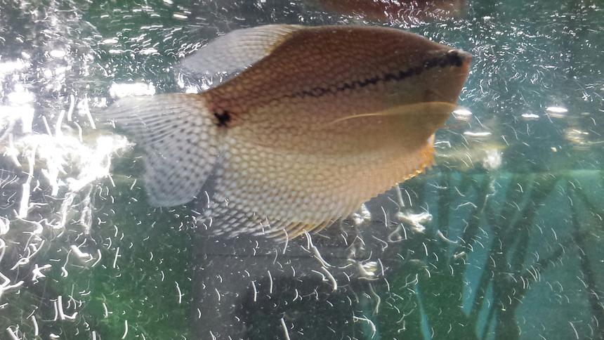 Rated #1074: Freshwater Fish - Trichogaster Leeri - Pearl Gourami Stocking In 55 Gallons Tank - Pearly.Our pearl gourami