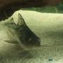freshwater fish - pimelodus pictus - pictus catfish stocking in 55 gallons tank - Our pictus.