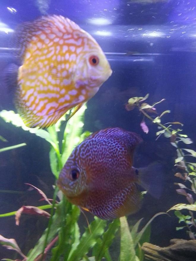 freshwater fish - symphysodon sp. - snakeskin discus stocking in 55 gallons tank - 55 Gallons
About 7 months old.  
5 miscellaneous discus
12 penguin tetras
4 cardinal tetras
1 Angel fish (I relocated other angelfish to another tank, but this one always evades my attempts to net him)

This tank is not against a wall.  Instead it's centrally located.  On ones side is a couch where I like to lounge.  On the other side (rear) of the tank is where my family and I eat breakfast.

Next to this tank is a small Aqueon Evolve 8.  We use this for fish quarantine and to develop plants.