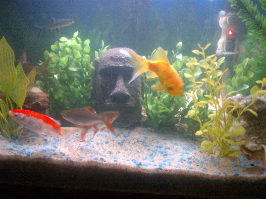 Rated #46: Freshwater Fish - Carassius Auratus - Fantail Goldfish Stocking In 60 Gallons Tank - Fresh water