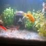 freshwater fish - carassius auratus - fantail goldfish stocking in 60 gallons tank - Fresh water