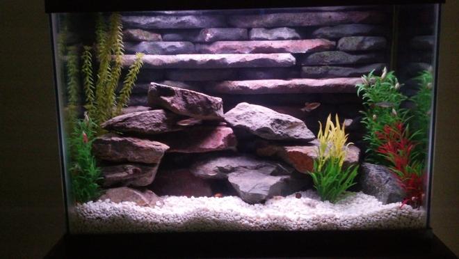 20 gallons freshwater fish tank (mostly fish and non-living decorations) - 20 Gallon freshwater tank with custom 3D background and rockscape. Uses two aquaclear 50 gallon HOB filters and heater incorporated into the 3D background.  This tank was a lot of fun to build and goes to show you can do a lot with small spaces.