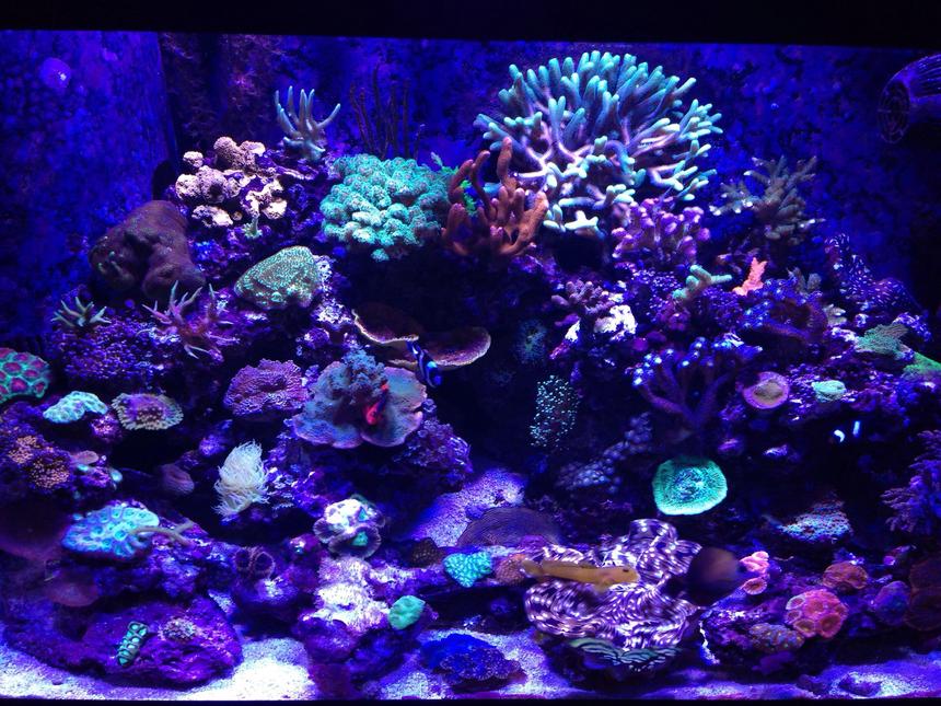 Rated #8: 65 Gallons Reef Tank - 65 gallon reef