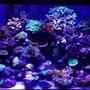 65 gallons reef tank (mostly live coral and fish) - 65 gallon reef