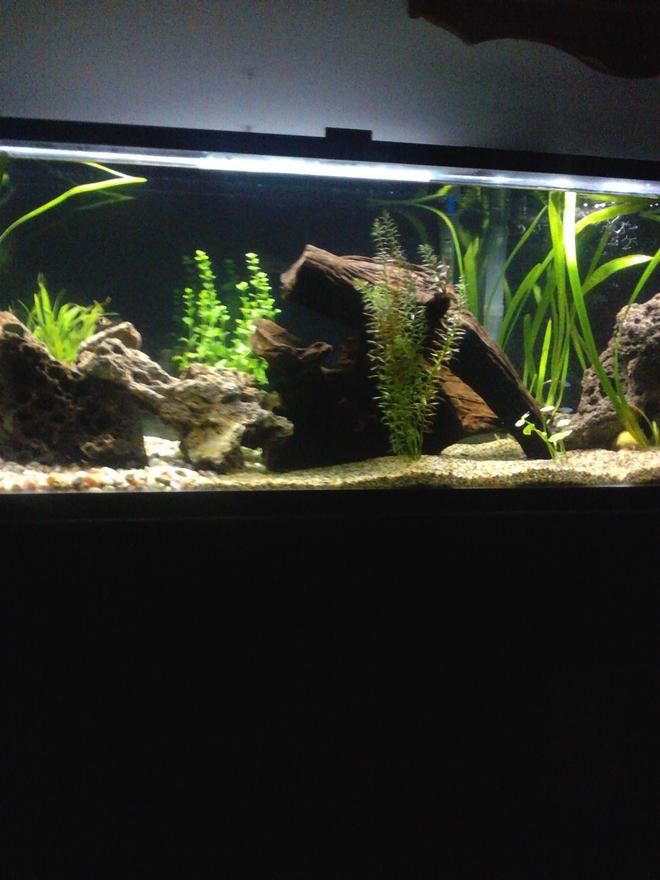 60 gallons planted tank (mostly live plants and fish) - Discus, cats, tetra, frogs and live plants.