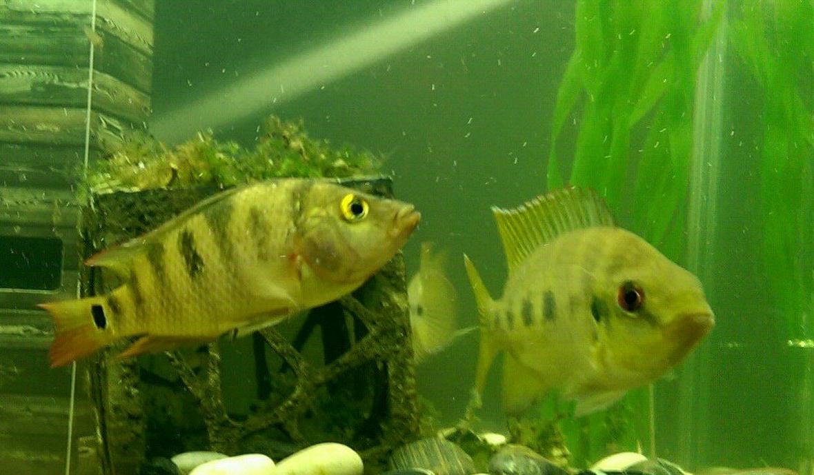 freshwater fish - cichlasoma urophthalmus - mayan cichlid stocking in 55 gallons tank - Mayan Cichlids. 29 gal. Freshwater.