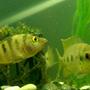 freshwater fish - cichlasoma urophthalmus - mayan cichlid stocking in 55 gallons tank - Mayan Cichlids. 29 gal. Freshwater.