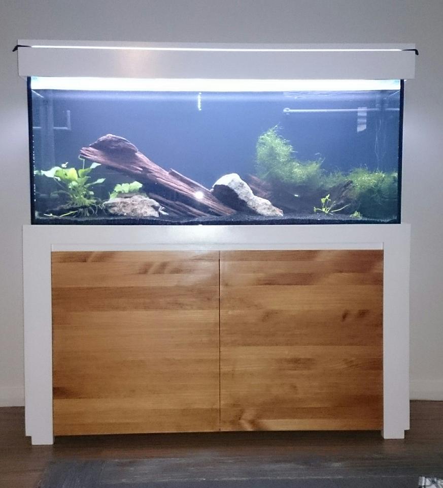 Rated #50: 55 Gallons Planted Tank - Nothing overly flash, just a 55 gallon planted tank that will house a polleni cichlid. Homemade stand and hood with all natural plants and driftwood. Its still cycling at the moment so I'll post some more pics at a later date.