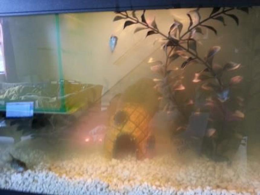 Rated #155: 10 Gallons Freshwater Fish Tank - This is my tank now. It's never looked like this. Please help me get my water clean!