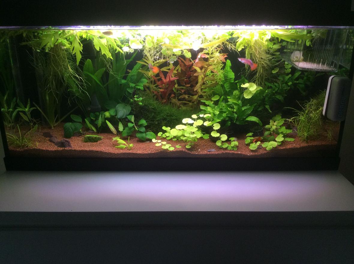 20 gallons planted tank (mostly live plants and fish) - Update of my aquarium.