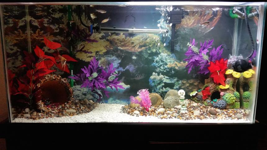 Rated #90: 40 Gallons Freshwater Fish Tank - 40 gal community tank