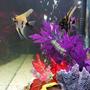 fish tank picture - 40 g Community Tank