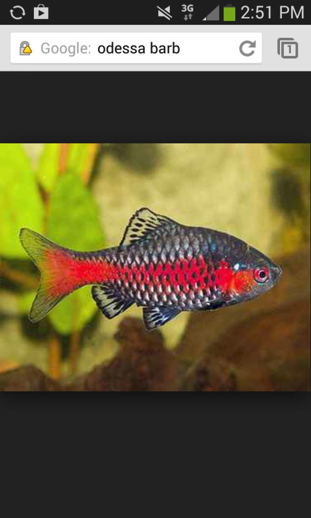 freshwater fish - puntius sp. - odessa barb stocking in 36 gallons tank - Odessa barb