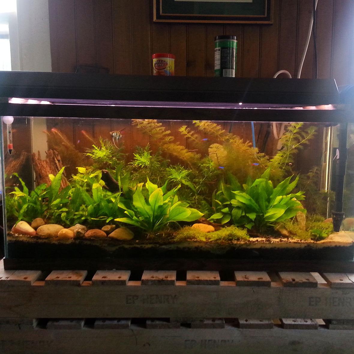 30 gallons planted tank (mostly live plants and fish) - 1 month progress. Everything doing well except the dwarf baby tears.