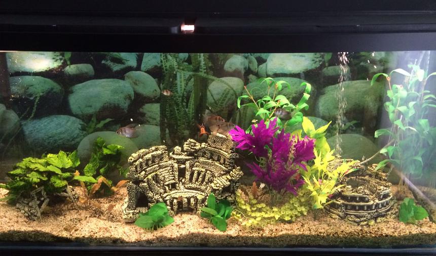 Rated #67: 55 Gallons Planted Tank - 50/50 mix of live plants and artificial.
55 gal community aquarium