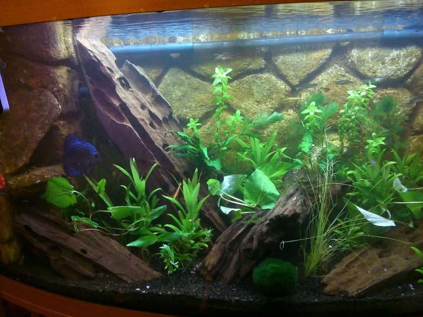 Rated #1010: 130 Gallons Planted Tank - Old Tank