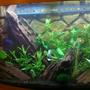 130 gallons planted tank (mostly live plants and fish) - Old Tank