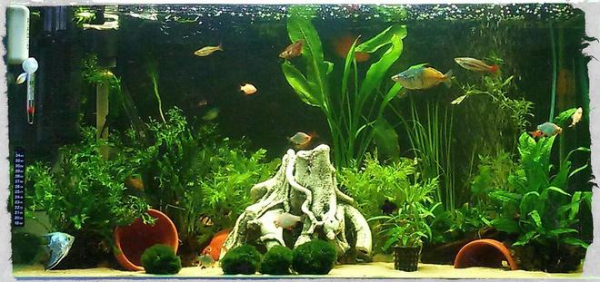 50 gallons planted tank (mostly live plants and fish) - My tank, live plants