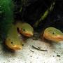 freshwater fish - erpetoichthys calabaricus - rope fish stocking in 50 gallons tank - Reed fish