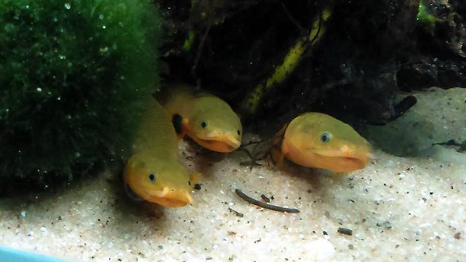 freshwater fish - erpetoichthys calabaricus - rope fish stocking in 50 gallons tank - Reed fish