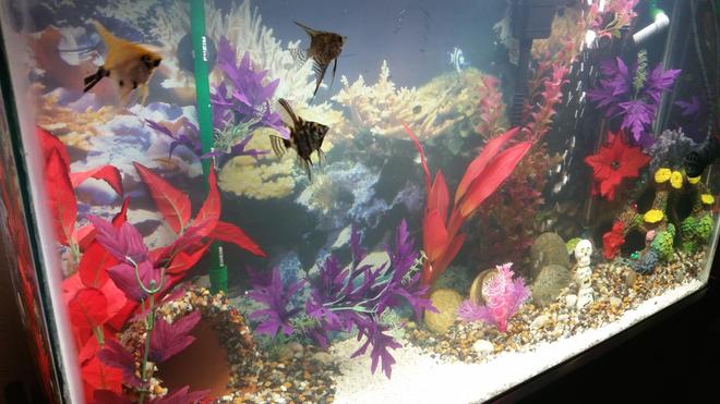 40 gallons freshwater fish tank (mostly fish and non-living decorations) - The "Triad" of this tank.