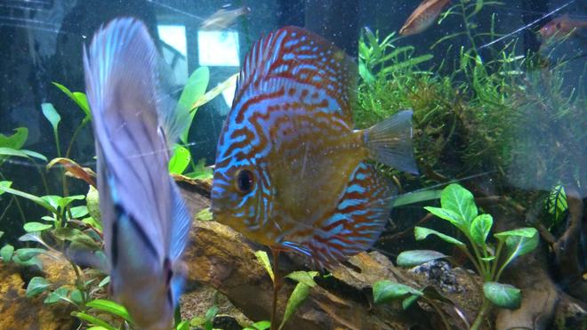 freshwater fish - symphysodon sp. - snakeskin discus stocking in 130 gallons tank - Big blue