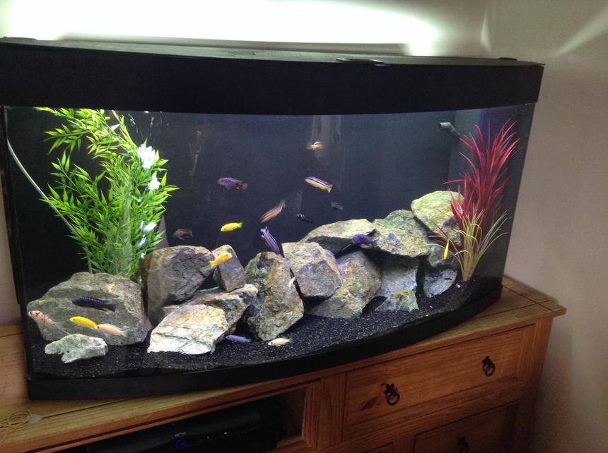 Rated #245: 57 Gallons Freshwater Fish Tank - African cichlid