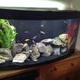 57 gallons freshwater fish tank (mostly fish and non-living decorations) - African cichlid