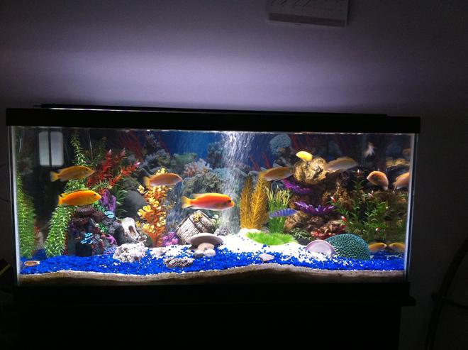 40 gallons freshwater fish tank (mostly fish and non-living decorations) - Fresh water cichlids