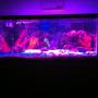 fish tank picture - Full spectrum led lights