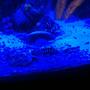 fish tank picture - Blue demasoni
