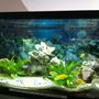 40 gallons planted tank (mostly live plants and fish) - Older setup real plants