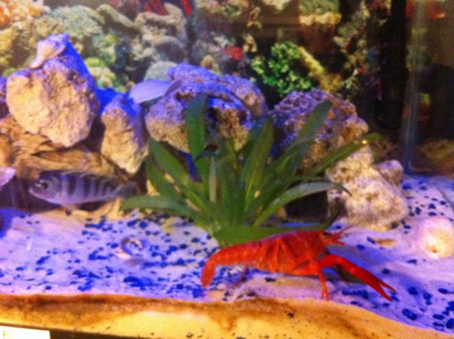 40 gallons freshwater fish tank (mostly fish and non-living decorations) - Fresh water lobster