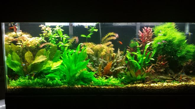 55 gallons planted tank (mostly live plants and fish) - Updated pic of 55 gallon
