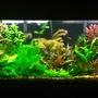 55 gallons planted tank (mostly live plants and fish) - Updated pic of 55 gallon