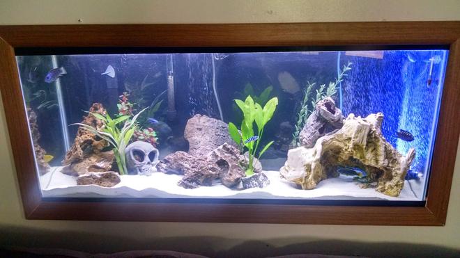 55 gallons freshwater fish tank (mostly fish and non-living decorations) - 55 Gallon Cichlid tank that I put into my wall as an upgrade from my 30 gallon, substrate is a Cichlid specific sand. Has a Echinodorus bleheri and Dracaena