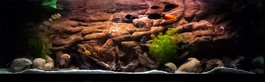 Rated #6: 125 Gallons Freshwater Fish Tank - 125 g african cichlid.