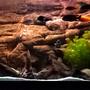125 gallons freshwater fish tank (mostly fish and non-living decorations) - 125 g african cichlid.