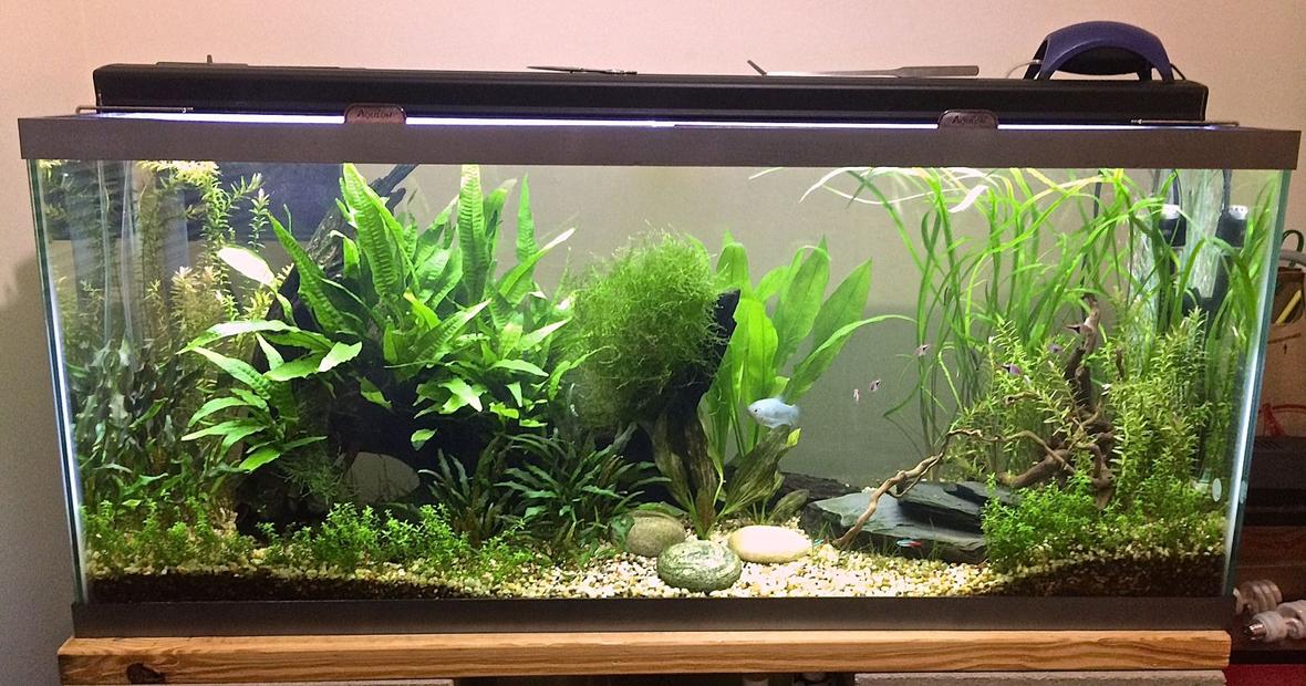 55 gallons planted tank (mostly live plants and fish) - 55 gal planted tank.